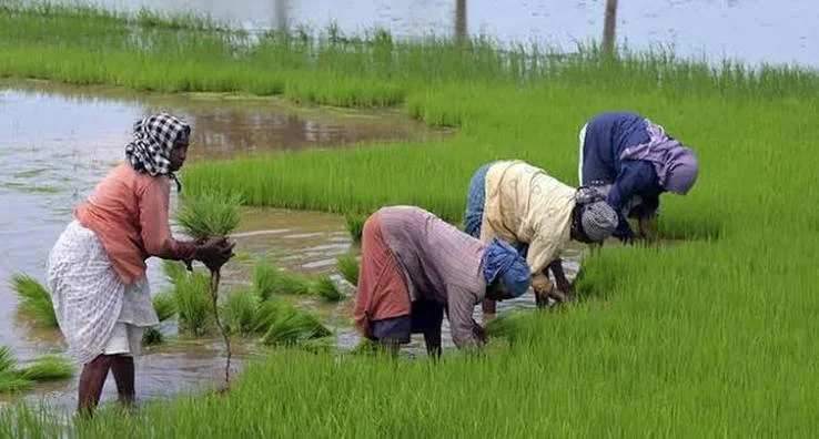 Rajasthan Kharif crop output 2026