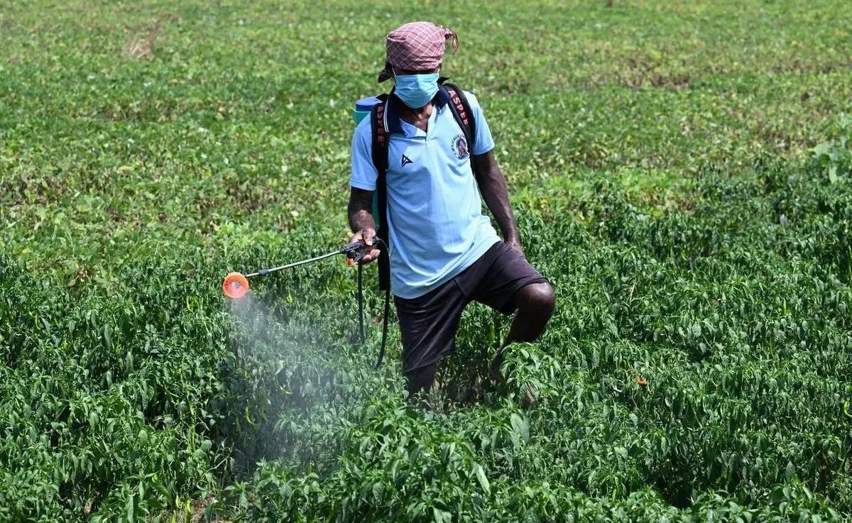 Rabi season fertiliser stock
